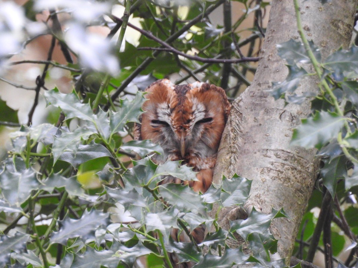 A Tawny Owl is nesting in a box in the garden. Hopefully there will be signs of young soon. Just found where the male is roosting, c20yards away in a holly, keeping an eye on his mate.