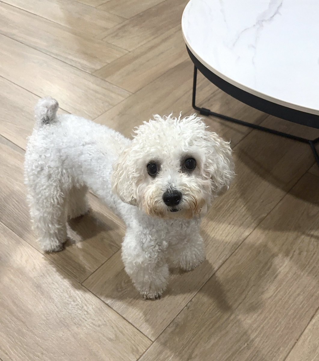 mmmizu_ki's tweet photo. @potage_0924 初めまして🐶
仕事に行く飼い主をダルそうに見送るお犬様(コウモリ風)、両手を揃えて寝るお犬様、寝起きでボサボサのお犬様の3枚をお納めください。 https://t.co/IoWStKCVqz
