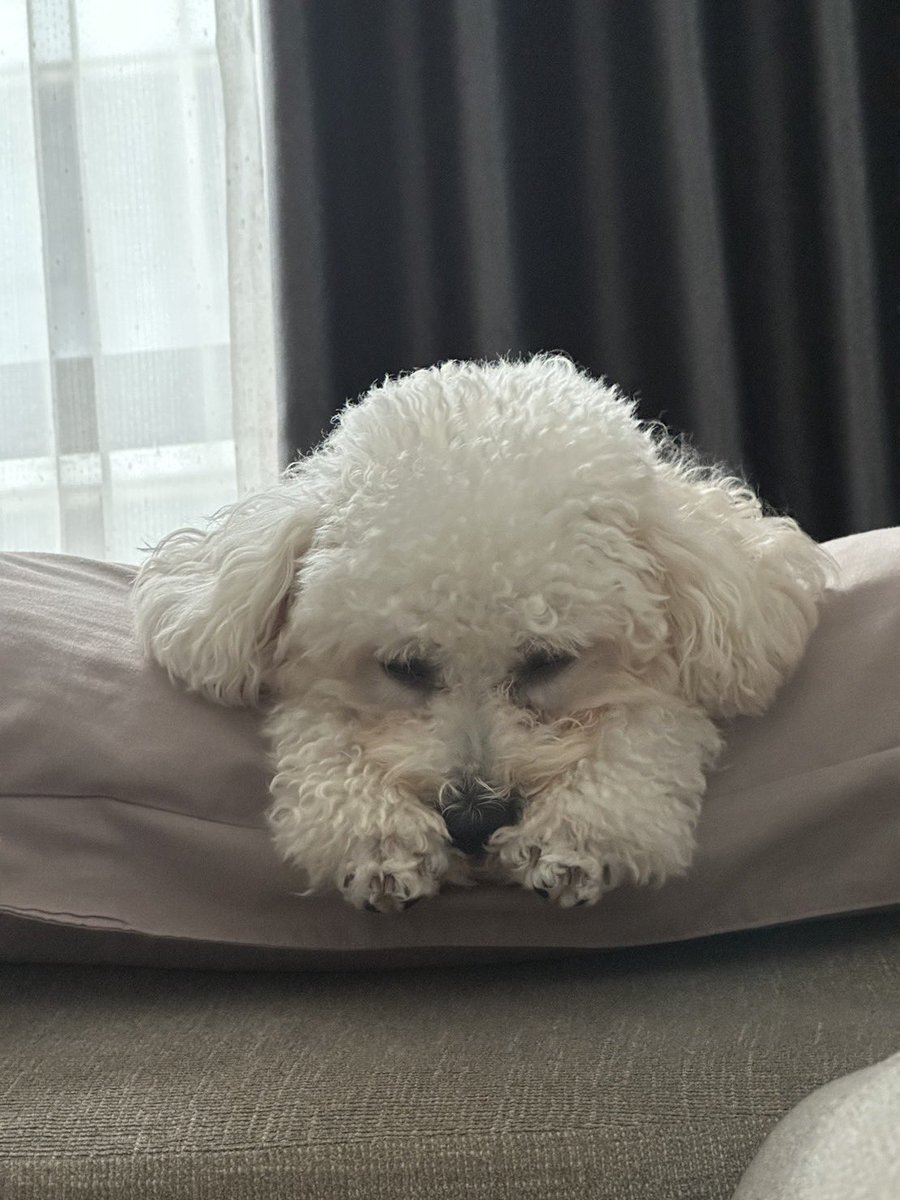 mmmizu_ki's tweet photo. @potage_0924 初めまして🐶
仕事に行く飼い主をダルそうに見送るお犬様(コウモリ風)、両手を揃えて寝るお犬様、寝起きでボサボサのお犬様の3枚をお納めください。 https://t.co/IoWStKCVqz