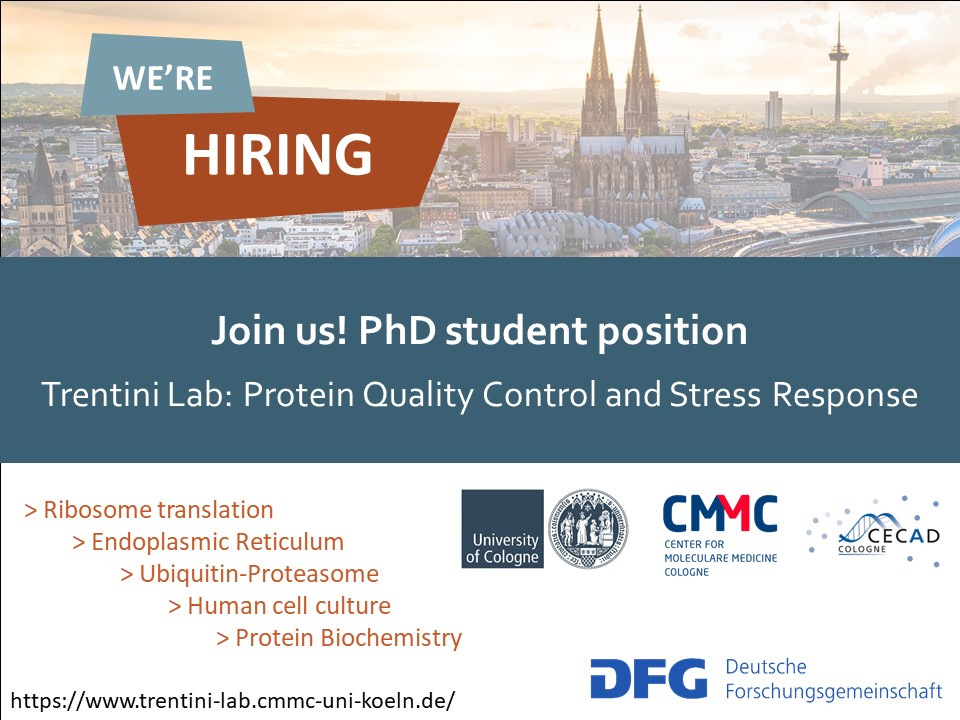 We are recruiting! Open PhD student position to study the molecular mechanisms of #proteostasis #ubiquitin #proteasome. Join us in lovely Cologne @UKKoeln @UniCologne @CECAD_. Please RT! jobs-uk-koeln.de/index.php?ac=j…