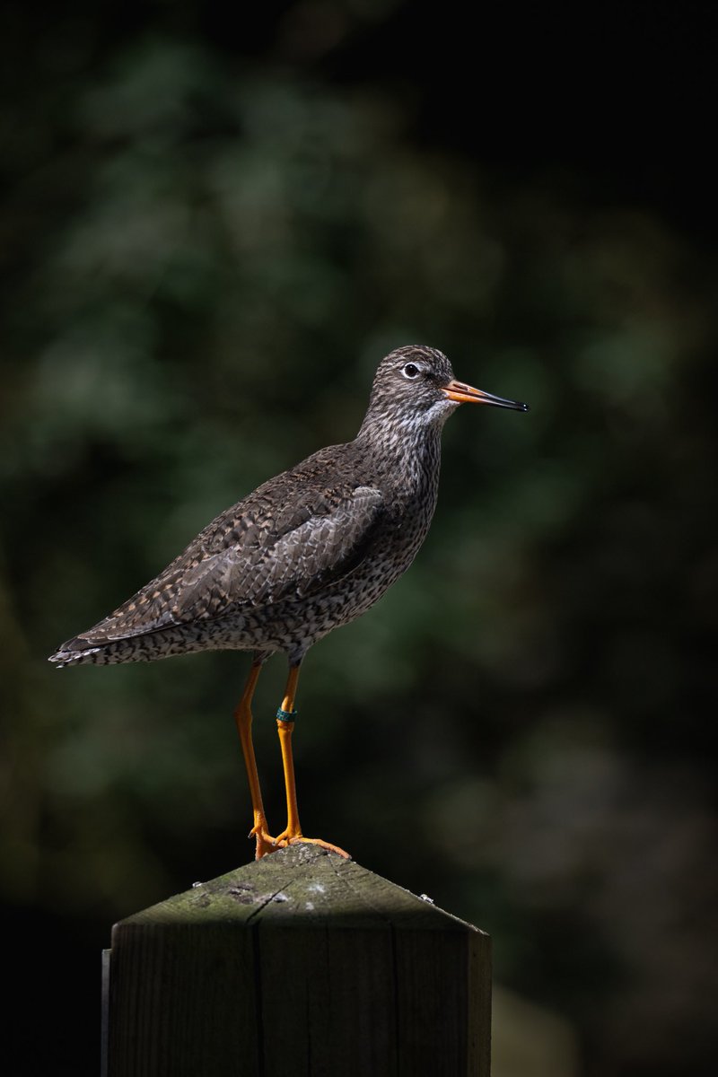 A redshank from the wader aviary @Pensthorpe for this week’s #fsprintmonday and #sharemondays2024