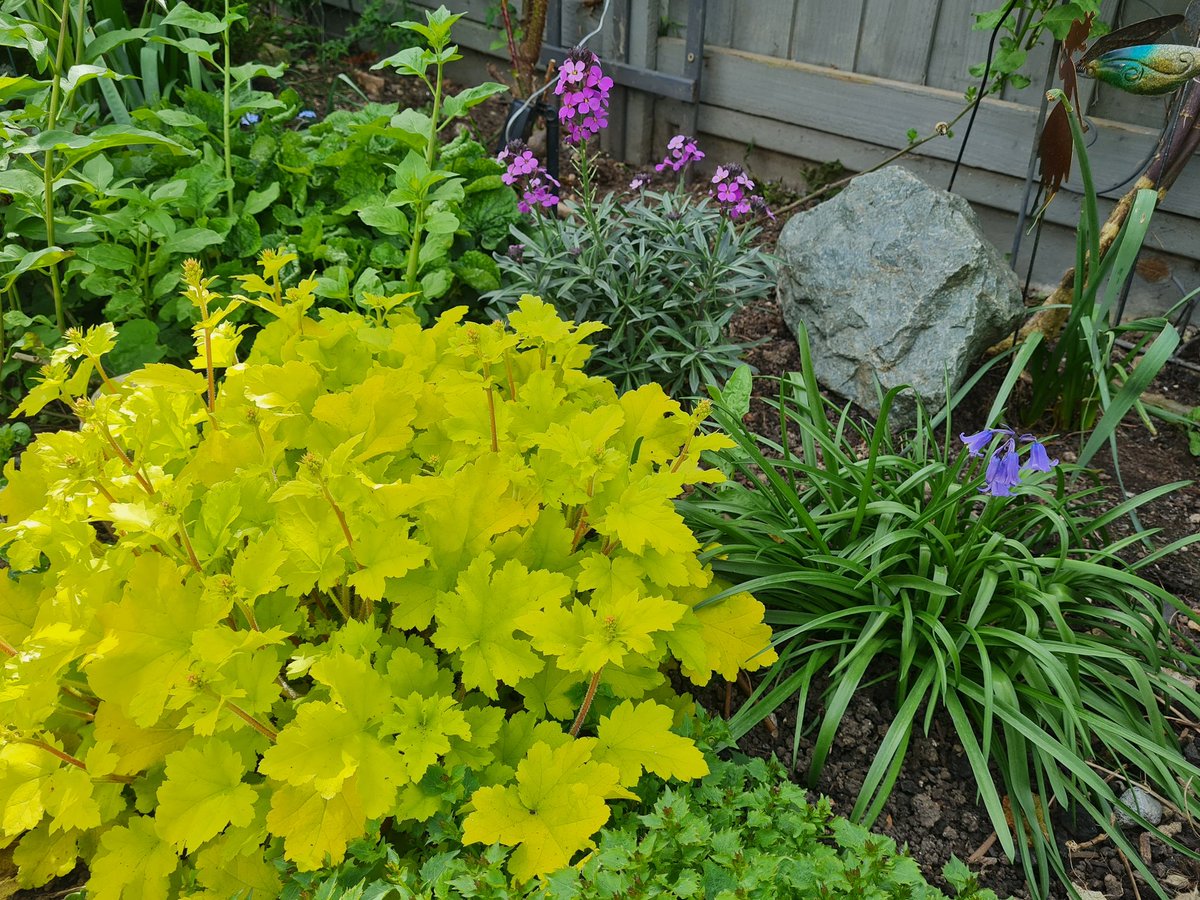 This Heuchera Lime Marmalade is my new most favourite plant. It survived the winter and is literally glowing. Also snails leave it alone. #GardensHour