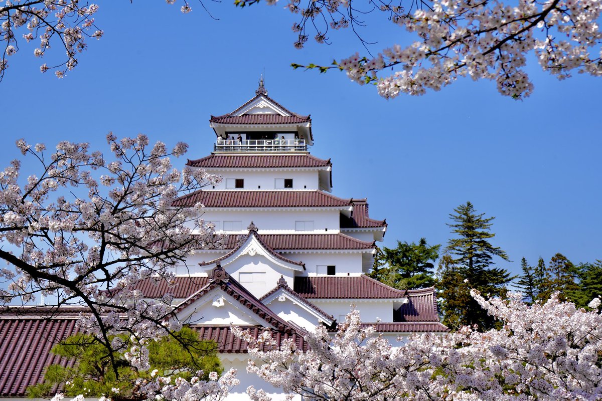 naoki9896's tweet photo. 会津若松城🏯
桜に彩られた城内のあまりの美しさにただ感動！

#会津若松城 https://t.co/PUr3qjVJ1c