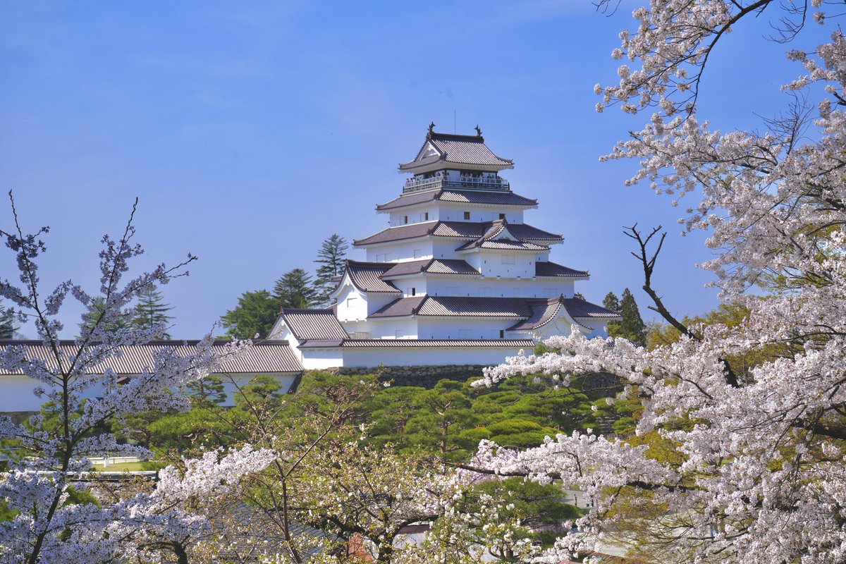 naoki9896's tweet photo. 会津若松城🏯
桜に彩られた城内のあまりの美しさにただ感動！

#会津若松城 https://t.co/PUr3qjVJ1c