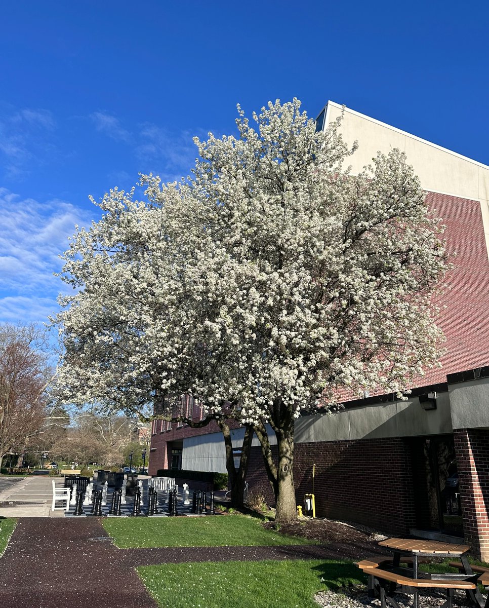 The beautiful scenery of campus with the spring season approaching us // #NYMCambassador post from Christopher L., BMS student, #NYMC GSBMS. #NYMCGSBMS #biomedicalsciences #gradschool #college // #westchester