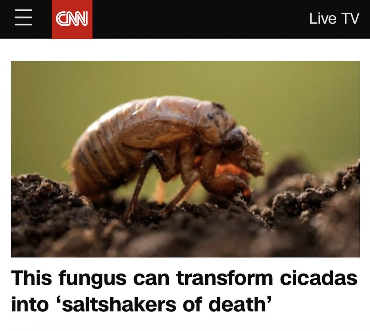 who is the cicadas' publicist, truly elite