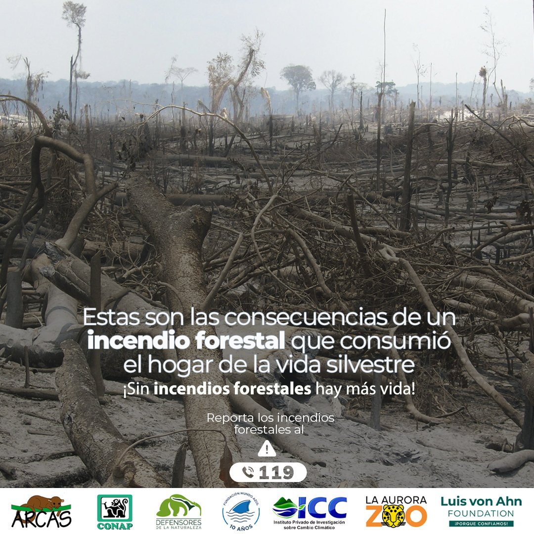 🥺 Estas son las consecuencias de un #IncendioForestal, #NoQuemesLaVida.

¡Valoremos nuestra #GuatemalaMegadiversa!

#ÁreasProtegidasGT 
#PrevenirEsConservar
#DiversidadBiológica #ALTOalosIncendiosForestales