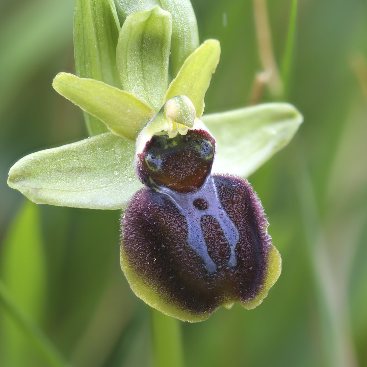 Josh Phangurha tweet media