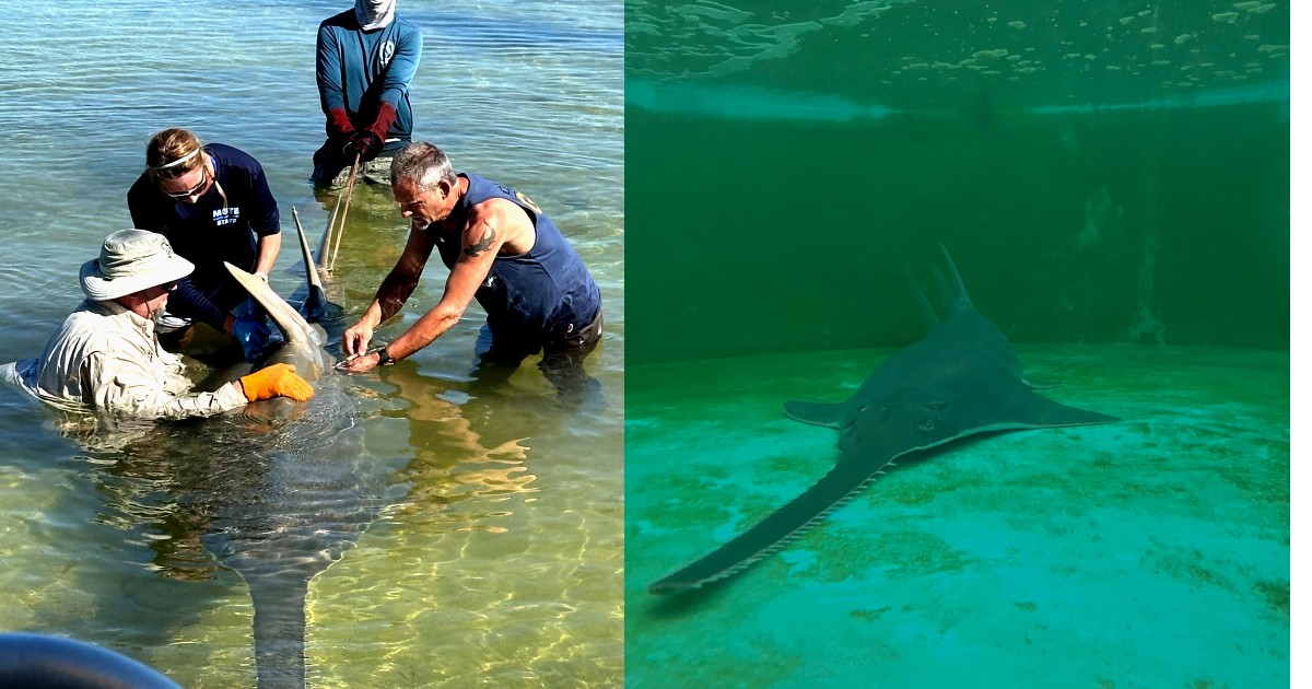 FWC, Mote Marine Lab Rescuing Endangered Sawfish, Researching Mysterious Deaths floridadaily.com/fwc-mote-marin… @MyFWC @MoteMarineLab