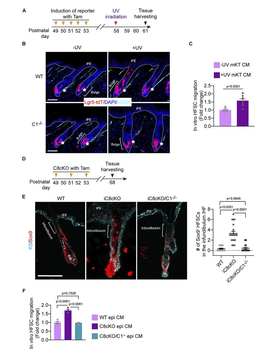 Extracellular Caspase-1 induces hair stem cell #migration in wounded and inflamed skin conditions, say Akshay Hegde, Subhasri Ghosh, Colin Jamora @Jamora_lab and colleagues @DBT_inStem: hubs.la/Q02s921p0

#motility #StemCells #CellSignaling