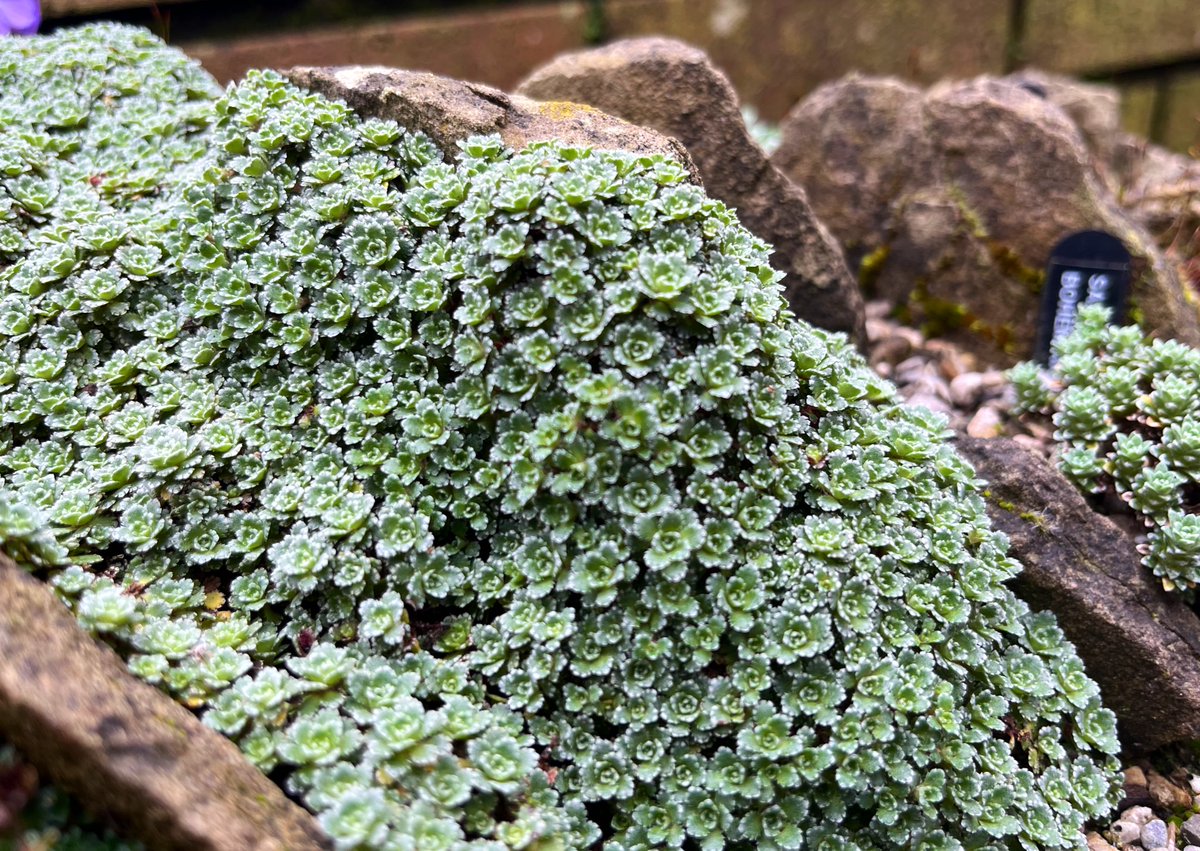 Saxifraga paniculata var. minutifolia