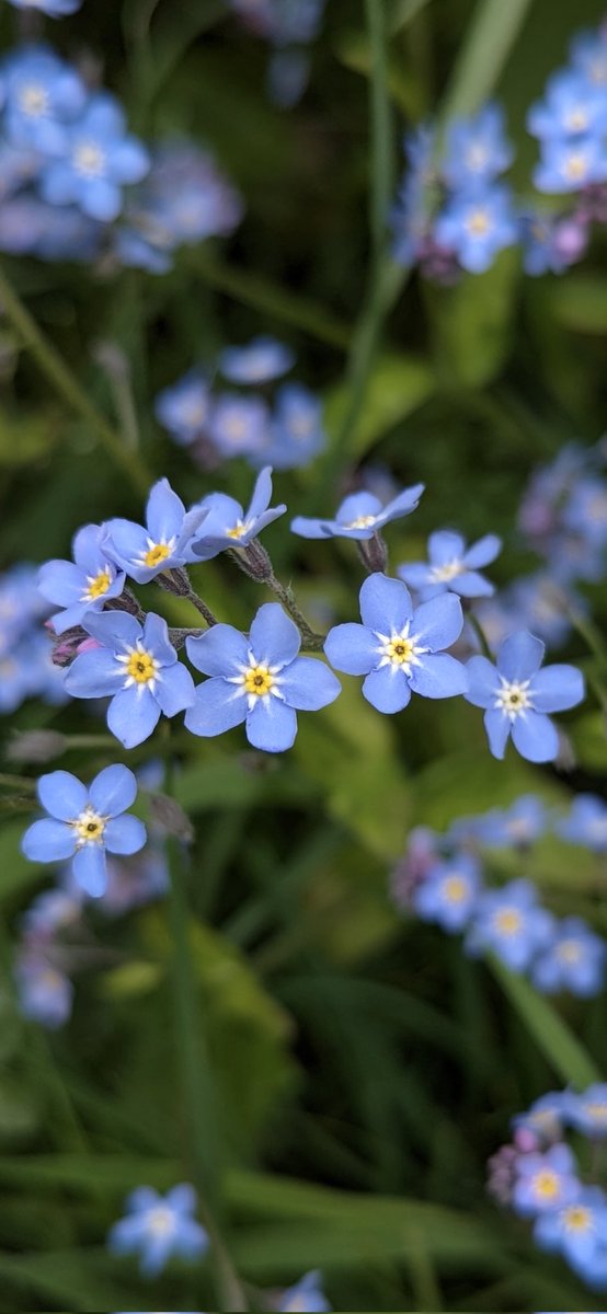 Forget-me-not flowers for #GardensHour 👋 #GardeningX 🩵