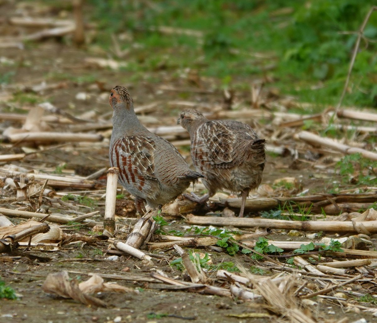 Wild English Partridges on the Norfolk Estate today. Once a very common bird in the countryside grey partridge have declined sharply. Dedicated land owners and conservationists are managing land to restore their numbers and meet their needs for survival. Conservation@althorp.com