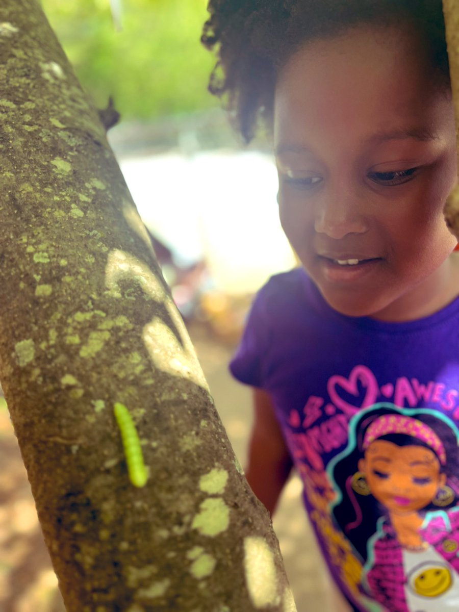 In afterschool we found and  identified a green caterpillar on one of our plants in the garden.
#caterpillar #spring2024 #aprilvibes #April2024 #garden 
🪴 🐛🐝