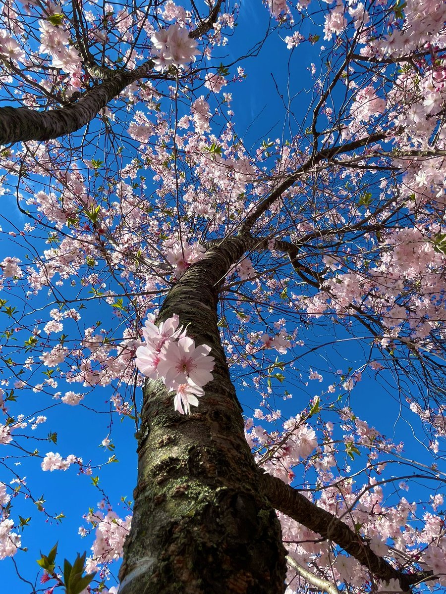 PayalRohira1's tweet image. ‘Blossom’

#StormHour #ThePhotoHour 
#ThemeOfTheWeek