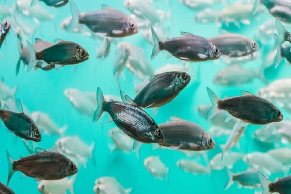 .@au_ibar & @SeafoodResearch have released a factsheet on #AquaticAnimalWelfare. Focusing on capture fisheries, aquaculture & the 'ornamental' trade, this resource aims to raise awareness on Aquatic animal welfare across Africa. More details: shorturl.at/hCKM0 🐟🦐