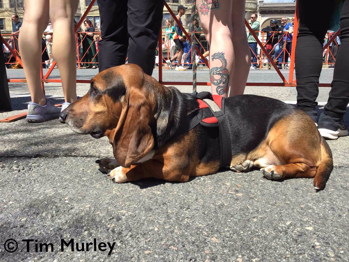 Cute Basset hound chillin at the race. 😎🌞🐶  #dog #dogwalking #doglovers #dogwalk #dogwalker #cutedog #dogs #dogphotography #dogphoto #doggy #cute #boston #MondayFunday #marathon #roadrace #runners #hound #hounds #bassethound #basset #BostonMarathon #BostonMarathon2024 #monday