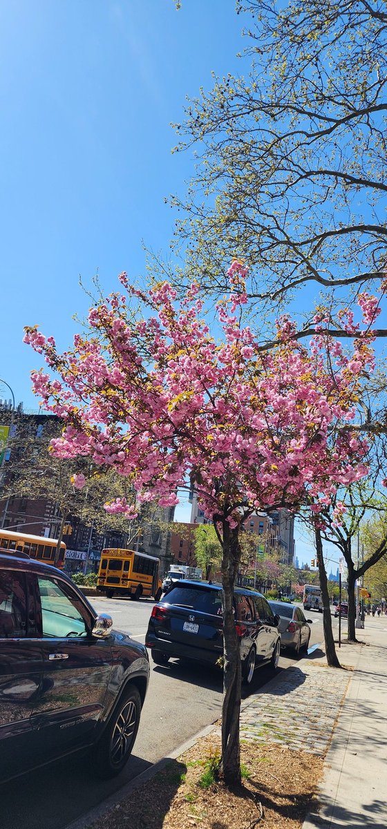 RoseleneDolce's tweet image. #CherryBlossoms #tree #SignsofSpringNYC