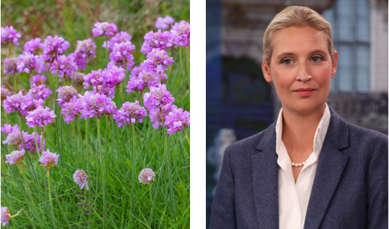@ElkeKroells Hier bitte auch nicht verwechseln. Auf der linken Seite ist die Blume des Jahres, die Grasnelke. Auf der rechten eine andere Blume.