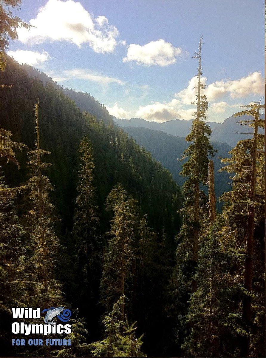 WildOlympics's tweet photo. The Moonlight Dome proposed Wilderness forms the headwaters of the WF #Humptulips proposed W&S River, Top-10 for #salmon fishing in WA. RT if you agree Congress should pass #WildOlympics NOW to protect them for our future! @PattyMurray @EnergyDems @RepDerekKilmer @SenatorCantwell https://t.co/7cAeNpiCg0
