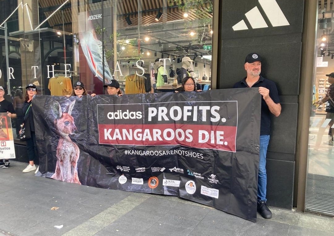 'Sunday we stood outside the @adidas flagship store in Pitt St. Sydney, to demand Adidas immediately cease using kangaroo skin in their football boots. Last night, as we slept approximately 670 kangaroos were slaughtered in NSW alone ... The killing is driven by demand' ...