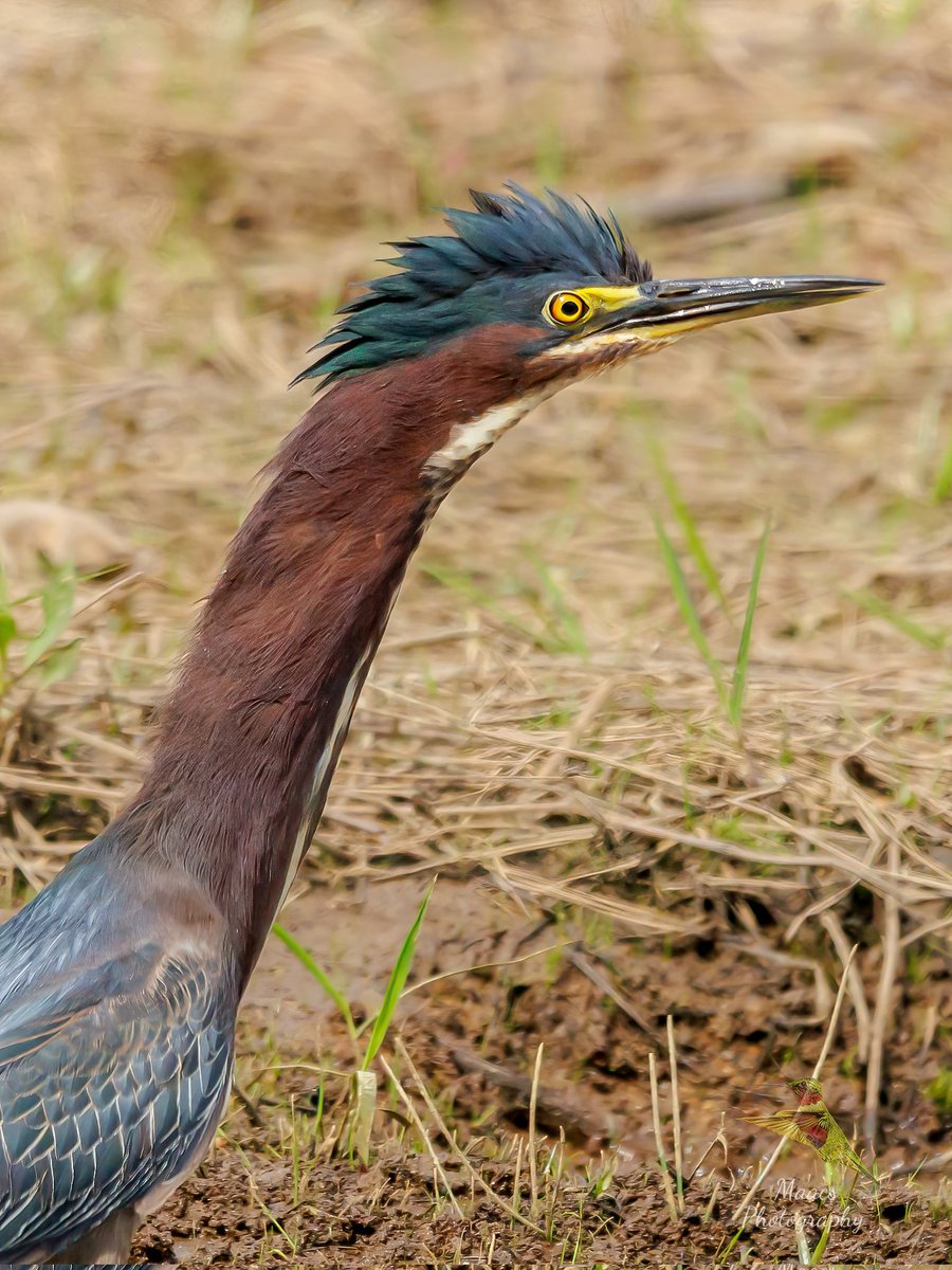 Always awesome to catch a Green Heron (Butorides virescens) with its Mohawk out.
Kennesaw State University Kennesaw, Ga 
#Canon EOS R7 
Sigma 150-600mm C 

#greenheron #Butoridesvirescens #heron #wadingbirds #shorebirds #birdphotography #birdwatchers #birdenthusiast #ornithology