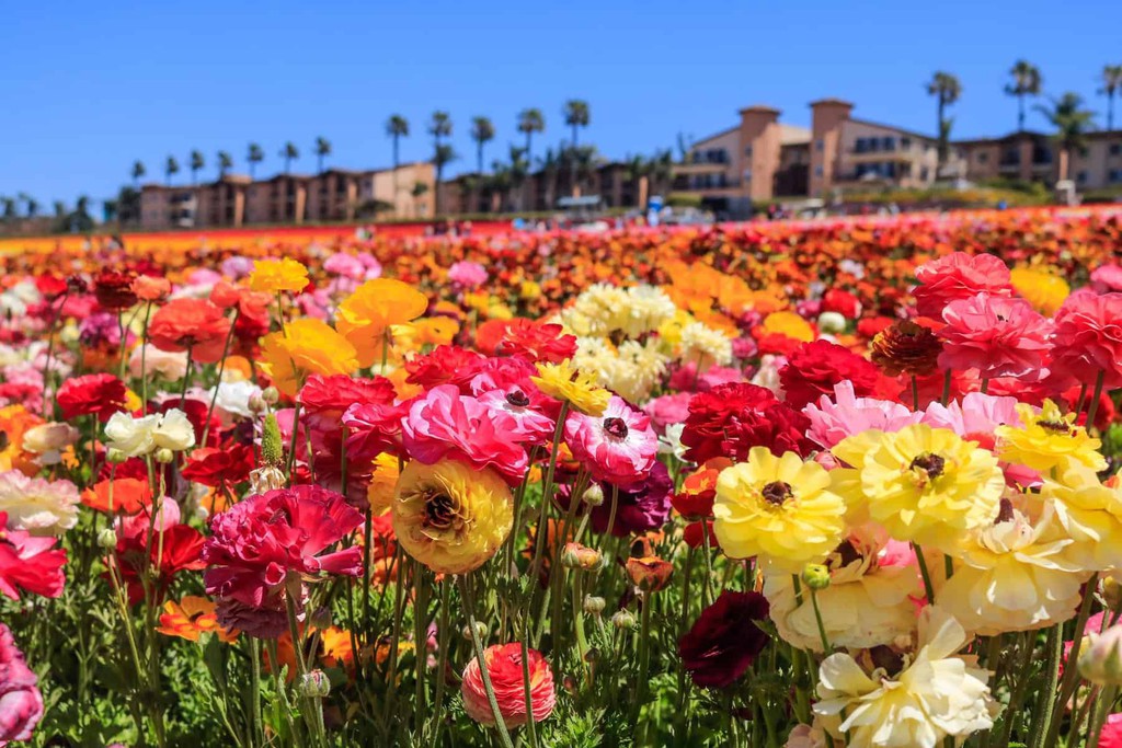 The Flower Fields In Carlsbad: The Best Visitor Guide For 2024 Read more 👉 bit.ly/48iZN1e #Carlsbad #FlowerFields #SpringFlowers #traveltips #California