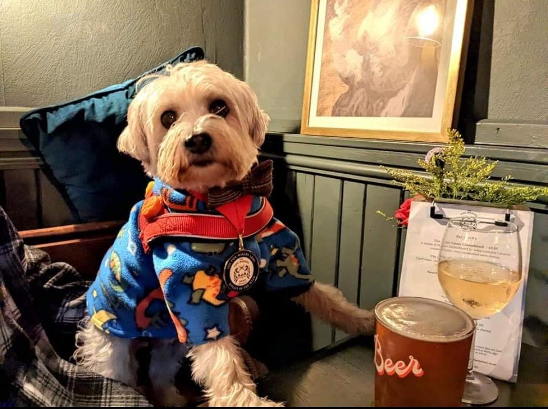 kevpurchase's tweet photo. @hifromkyle @LowerRed @SobeysVintage Fred is all for dog friendly and child free pubs. https://t.co/lyqCjMMwgN