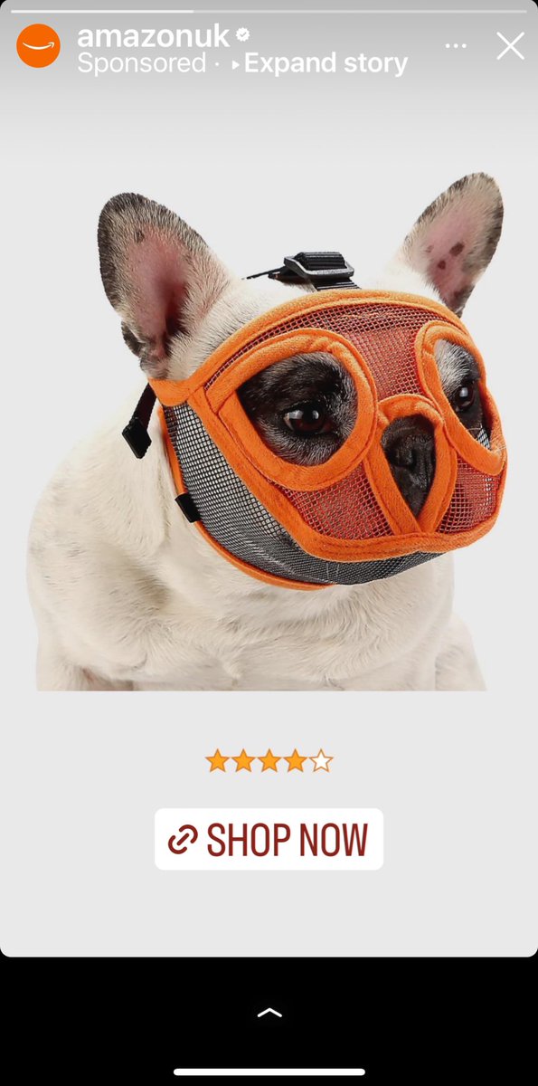 Instagram thinks I might want to buy a gimp mask for a French bulldog