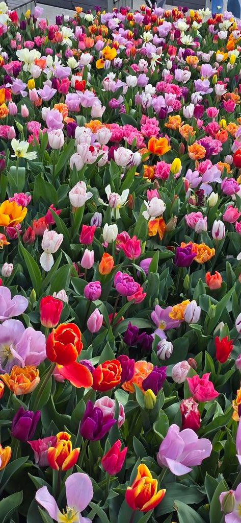 Tiramnixe's tweet photo. #blumen #farben #tulpen https://t.co/4BzMIUcLcQ