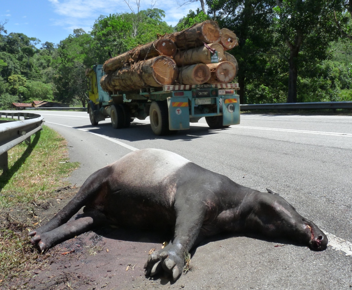 Unseen and unregulated: ‘Ghost’ roads carve up Asia-Pacific tropical forests.... First come the roads, followed by the slaughter... news.mongabay.com/2024/04/unseen…