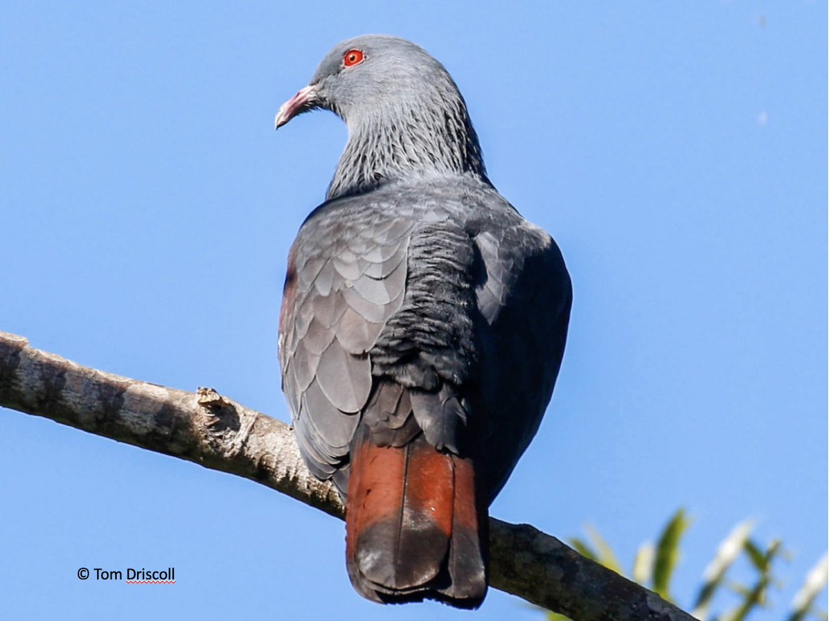 Bird Conservation New Caledonia tweet media