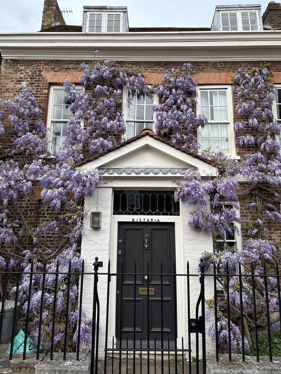 Wisteria in Hammersmith and Chiswick on Sunday.  Love this season 🌸