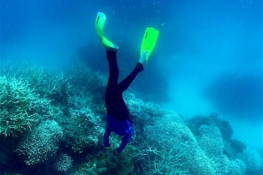 Le monde subit un nouvel épisode massif de blanchissement des coraux courrierinternational.com/depeche/le-mon…