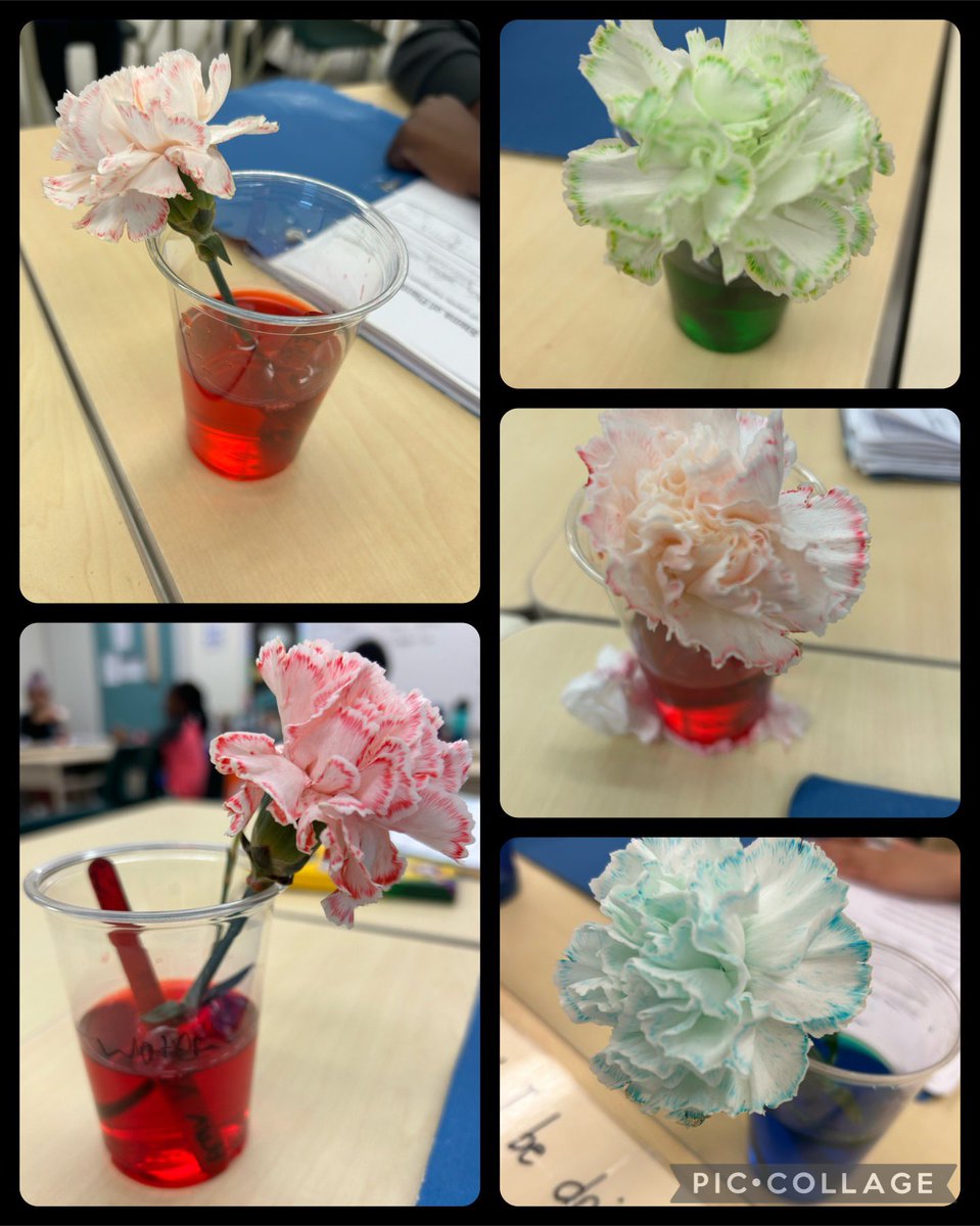 “Our flowers changed colour!” There was a lot of excitement this morning as Ss entered class. This is the perfect experiment to show ss what stems do for plants. Ready for our next STEM challenge D3? <a href="/grenobleps/">Grenoble PS</a> <a href="/PeelSchools/">Peel District School Board</a>