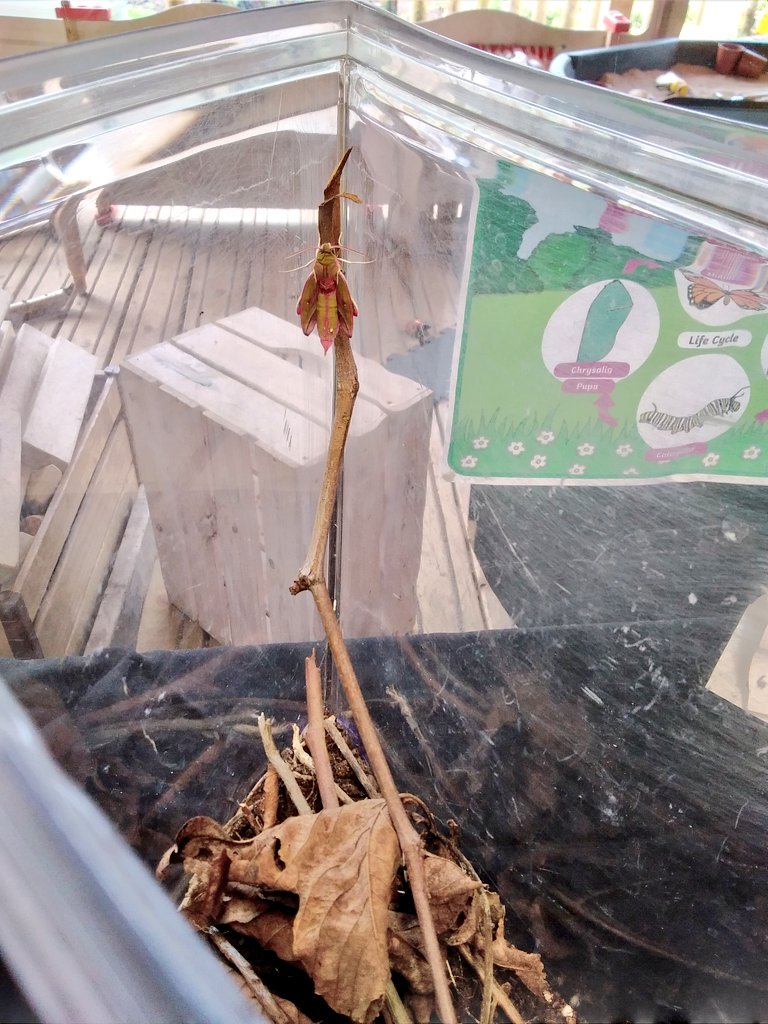 EarlyYearsAmy's tweet image. AND POP! OUT CAME A TRULY MAGNIFICENT MOTH!
The excitement of the cocoon opening was off the chart 🙌 
The Hawk Moth has FINALLY decided to release itself from the cocoon. Lots of observations, questions and nurturing from our children 🦋🐛🔎🥰
#LiveLearning #LifeCycle