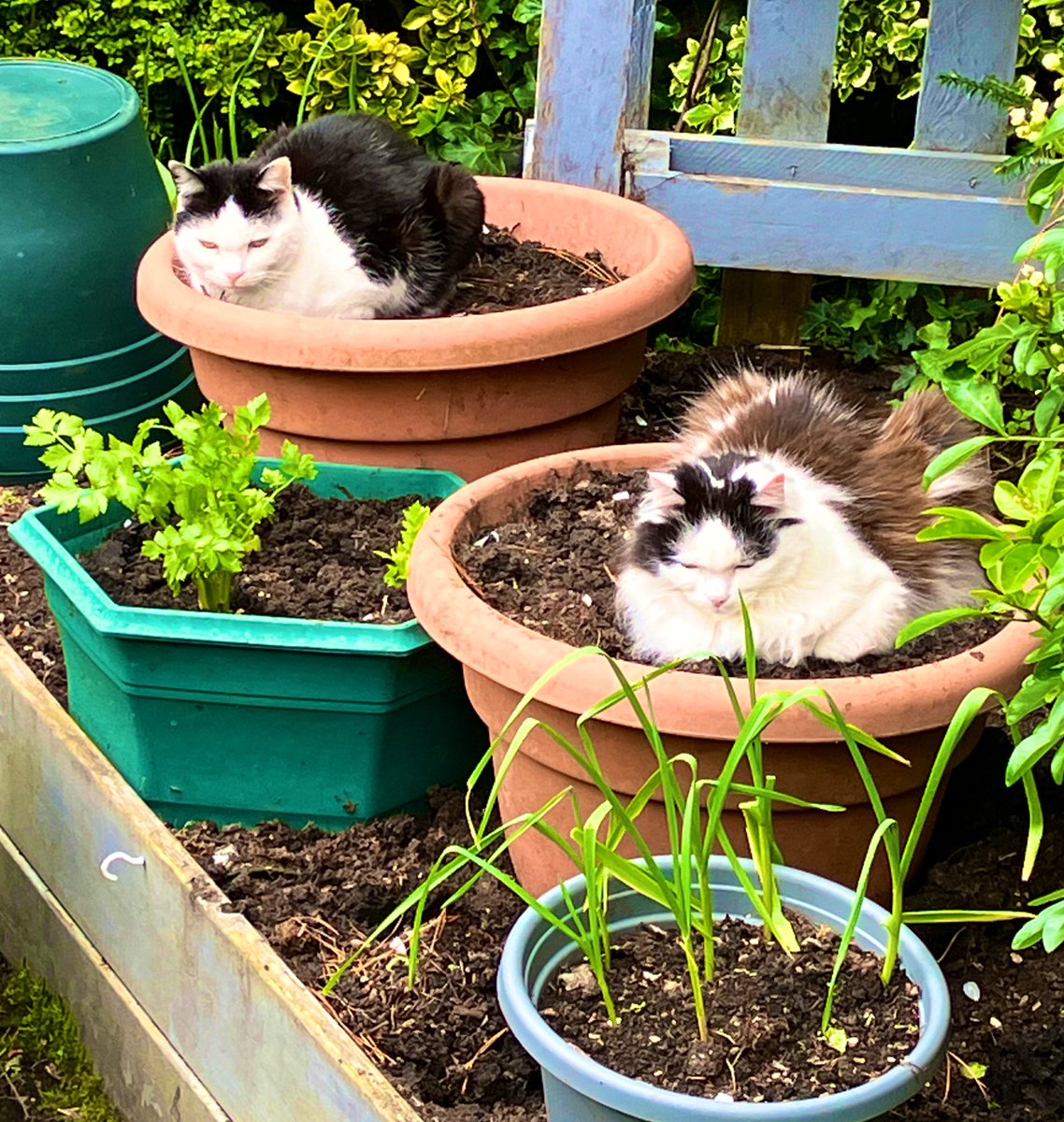 This year’s crop of cats is coming along nicely. Soon be ready to pick…#GardensHour @Gardenshour #Gardens