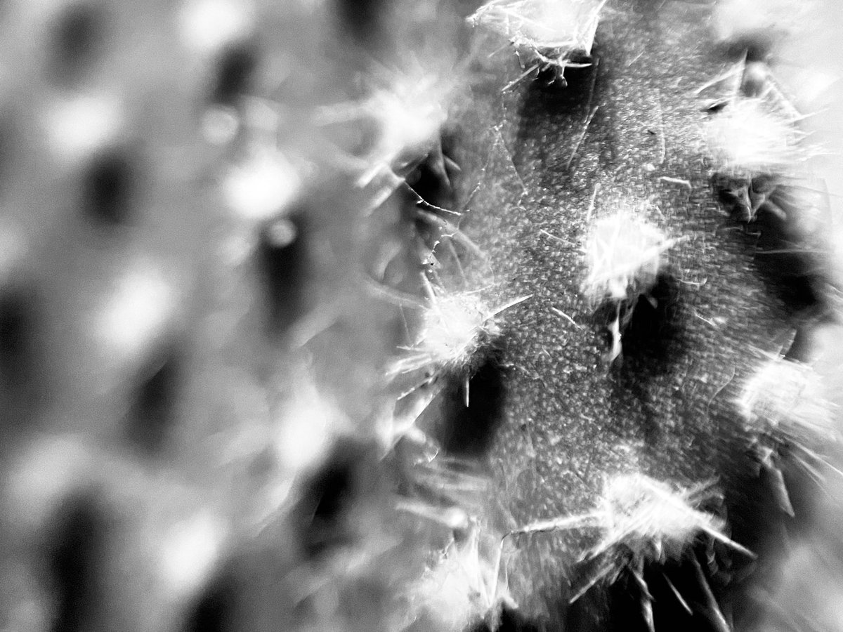 Spike #cactus #blackandwhite #monochrome