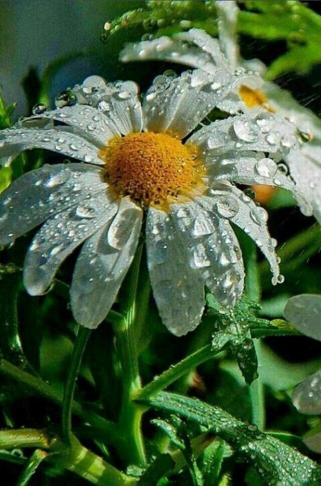 nwrlmws66837837's tweet photo. قال بن مهزيار واصفا جماله بإبي وإمي عجل الله فرجه الشريف :
¤ كأُقحوانة أُرجوان 
تكثاف عليها النَدى واصابها المُ الهوى ¤

اللهم عجل لوليك الفرج 
#بناء_البقيع_حق https://t.co/xmCfGRPqjz