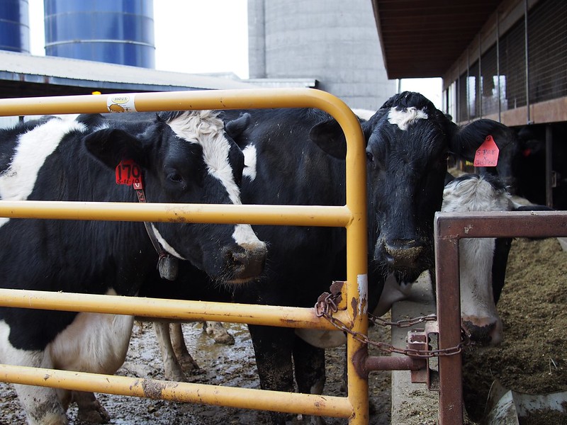 Avian flu virus detected in more Michigan dairy herds and on another large layer farm Along with multiple detections now in dairy cows, avian flu has also hit two massive layer farms in the state. ow.ly/5fXA50RgEZq Photo: F.D. Richards/Flickr cc