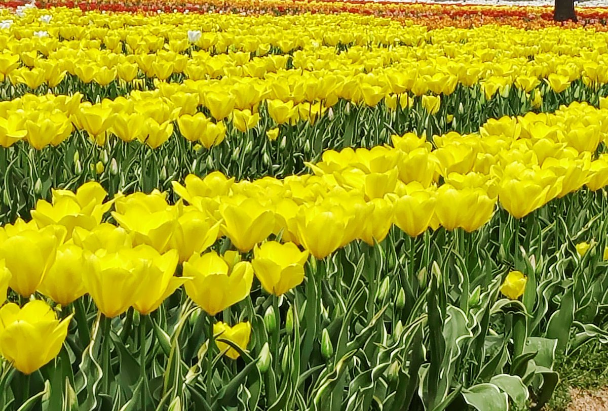 幸せの黄色い花。癒されます。