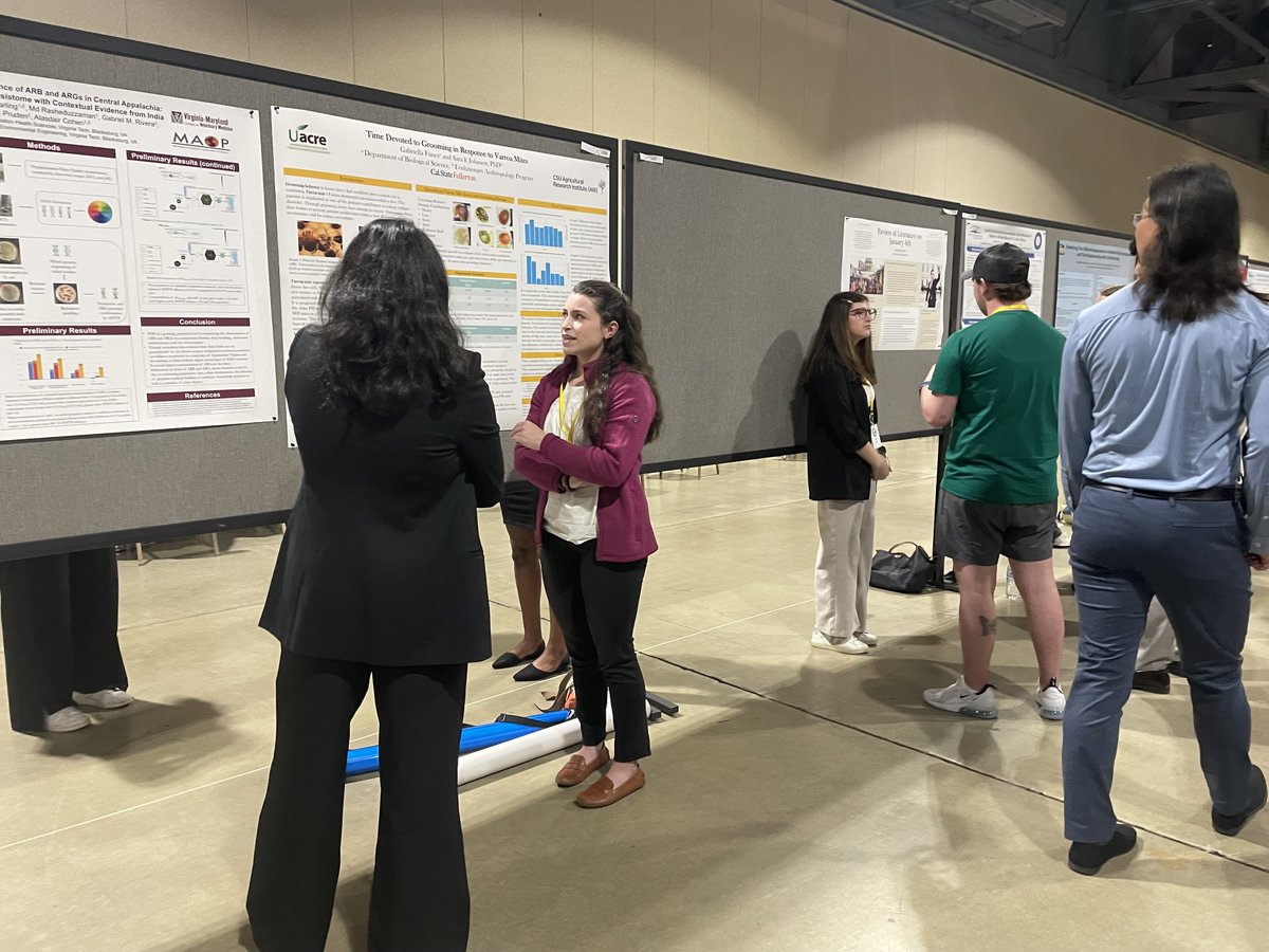 #CSUF U-ACRE Fellow and @CalState Agricultural Research Institute Fellow Gabriella Funes presented her research on time devoted to grooming by #honeybees in response to Varroa mite levels at #NCUR2024! Data collected @ArboretumCSUF Apiary. 

#NIFAImpacts #undergraduateresearch