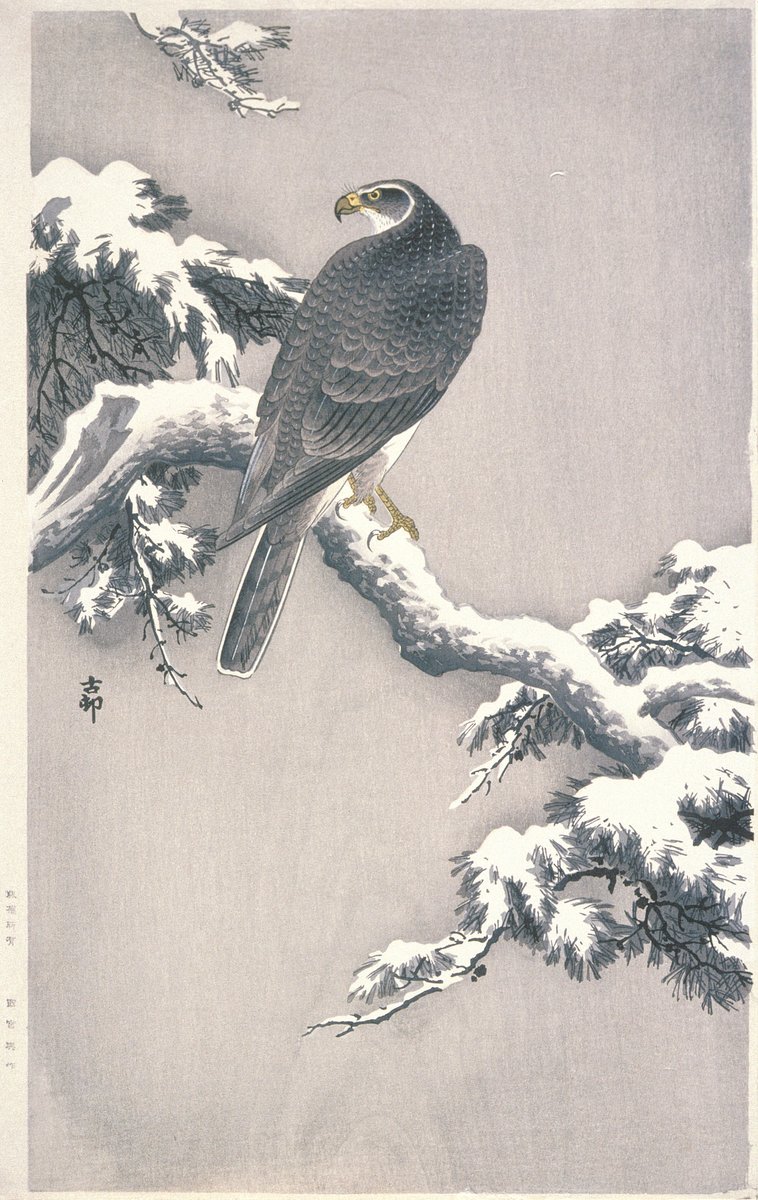 Goshawk on Snow-covered Pine Bough, by Ohara Koson, first quarter 20th century #shinhanga
