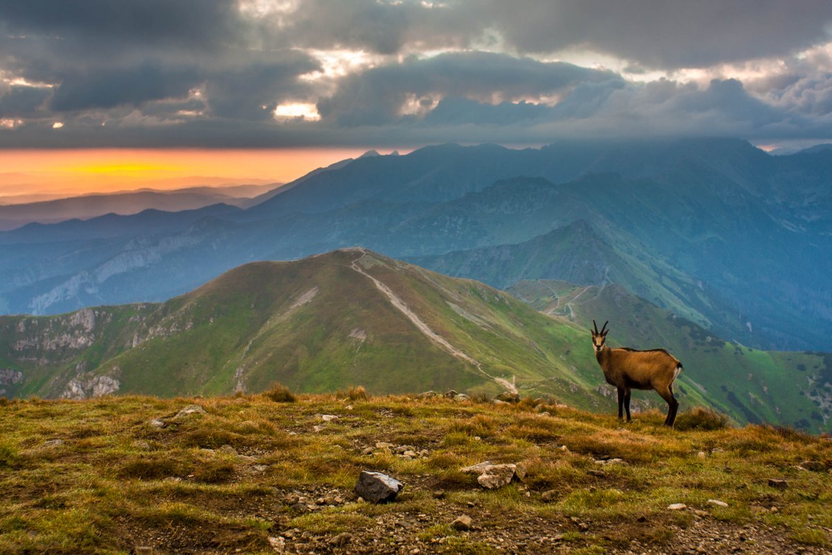 PoziomPhoto's tweet photo. Wschód słońca na Czerwonych Wierchach. #photography #fotografia #landscape #landscapephotography #nature #mountains #animals #goat #tatry #tatramountains #sunrise #earth #clouds #sky #poland #canon #zakopane #turyści #kozica https://t.co/sgjWSZLhFk