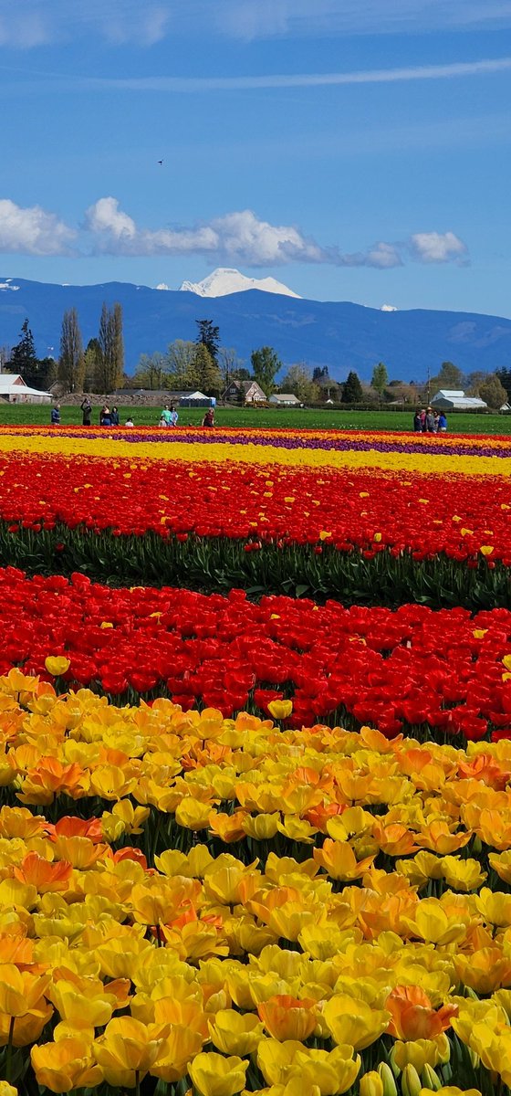 We visited the Roozengaarde tulip fields and display gardens ( Mount Vernon, Washington state) last week. Pictures don't do it justice. The colors are even more fantastic in person. #GardensHour @GardensHour