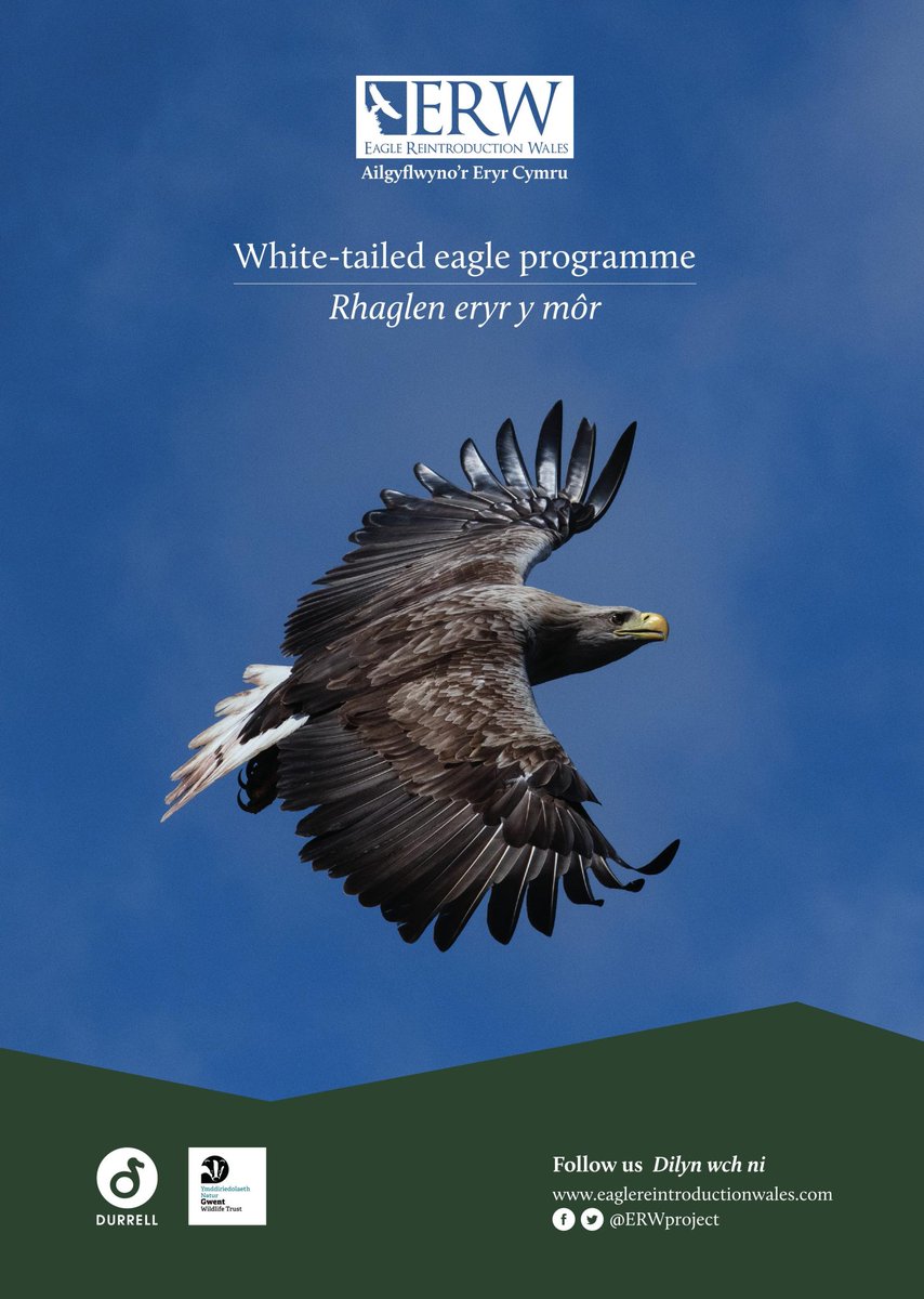 We have a fascinating in-person talk coming up this Friday (19th April) at 19:15 at St. Paul's Parish Centre, Sketty on the potential re-introduction of the White-tailed Eagle to Wales. More details at the link below: gowerbirds.org.uk/event/reintrod… #Gowerbirds