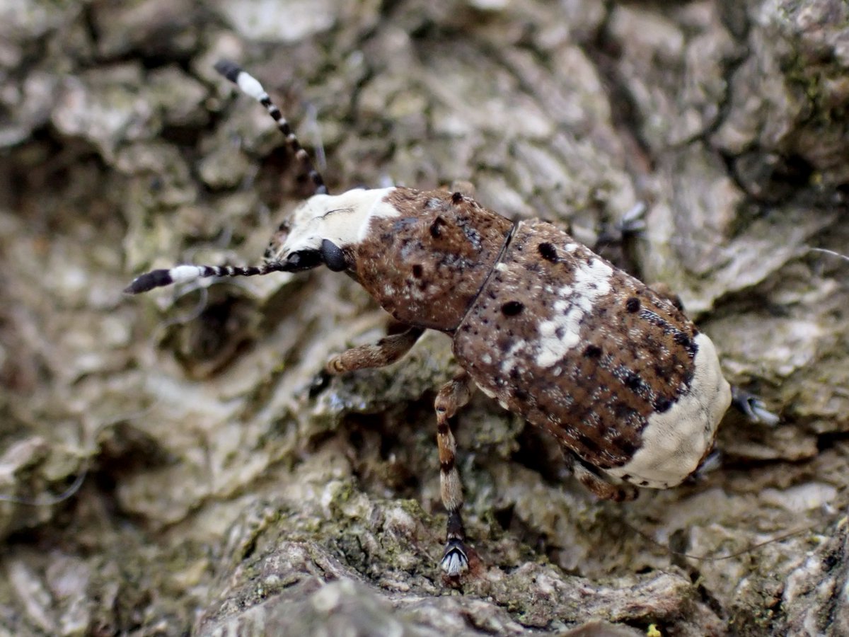 Justin Walker tweet media