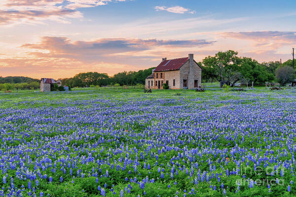Bluebonnet Farmhouse at Sunset t2m.io/YGsCiAyO #Texashillcountry #bluebonnets #texaswildflowers #interiors #homedecor #abandonFarmhouse #MarbleFallsTX #buyart #photography #fineartphotography