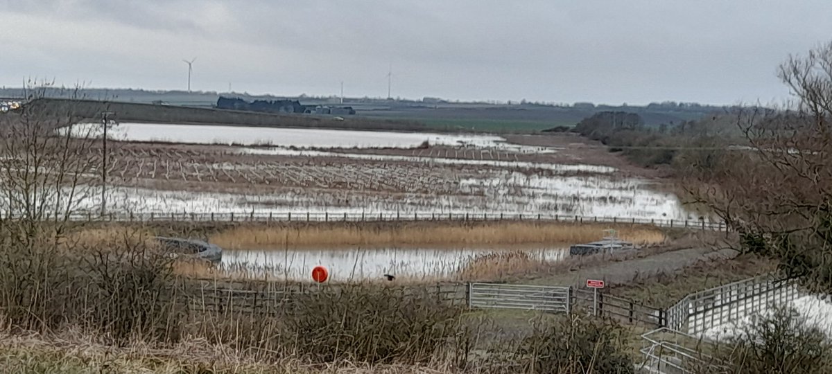 Bucktonbirder now on Bluesky (@bucktonbirder) on Twitter photo West Brook, Cambs looked like this in Feb, it's now drying out and good wader habitat is appearing. Dunlin, 3 Common Sands, 2 LR Plover tonight with 3 Yellow Wags and White Wag with <a href="/Duerdenc1/">Duerden Cormack</a> <a href="/CambsBirdClub/">Cambs Bird Club</a> West Brook, Cambs looked like this in Feb, it's now drying out and good wader habitat is appearing. Dunlin, 3 Common Sands, 2 LR Plover tonight with 3 Yellow Wags and White Wag with <a href="/Duerdenc1/">Duerden Cormack</a> <a href="/CambsBirdClub/">Cambs Bird Club</a>
