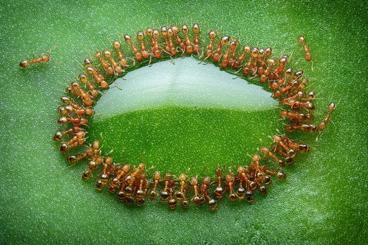 6. Pequeñas hormigas rodearon una gota de miel, Malasia